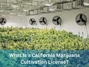 What Is a California Marijuana Cultivation License